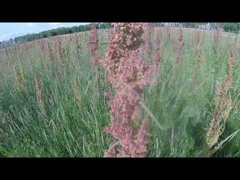 Видео: Шанталь деревня в Горьковском районе Омской области/ Chantal is a village in the Omsk region