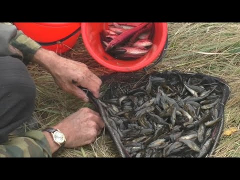Видео: Вьюн и не только: наловил сачком рыбы и зарыбил пруд - 4 часть