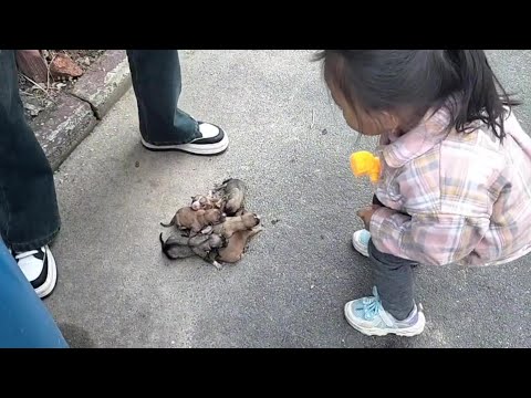 Видео: Шесть щенков были брошены в мусорном баке, крича о помощи! Каждая жизнь заслуживает уважения!
