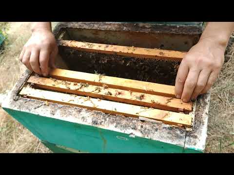 Видео: Вулик без вощини- 3.