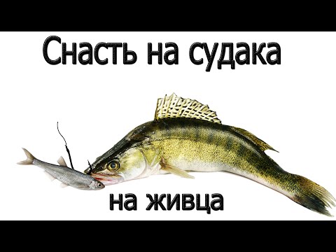 Видео: СНАСТЬ НА СУДАКА НА ЖИВЦА делаю в лодке за 2 минуты