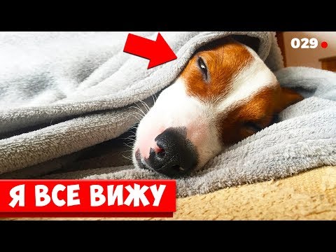 Видео: DOGVLOG: Собака спит целый день. Что он делал ночью?  ЛОКИ БОБО 029 серия.
