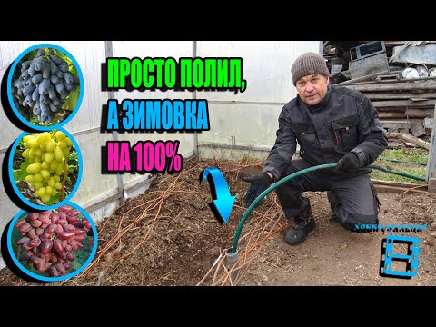Видео: ЗАЧЕМ ВЛАГОЗАРЯДКОВЫЙ ПОЛИВ ВИНОГРАДНИКА ОСЕНЬЮ? СЕВЕРНЫЙ ВИНОГРАДНИК 24-32
