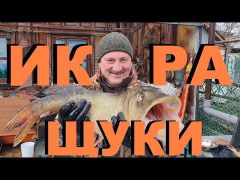 Видео: ИКРА ЩУКИ СПОСОБ ПРИГОТОВЛЕНИЯ РЫБАЛКА НА КУБАНИ РЕЦЕПТЫ СЮФ