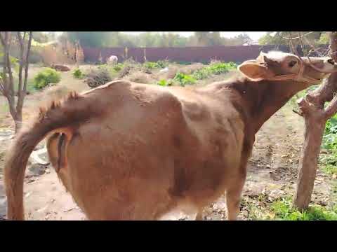 Видео: ☎️008225021 📞ЯК САР ГУНОЧИНИ ШВЕДИИ ФУРУШИ БАРОЕ МОЛКАРДАН 