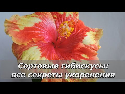 Видео: Успешное укоренение черенков сортовых гибискусов: все секреты.