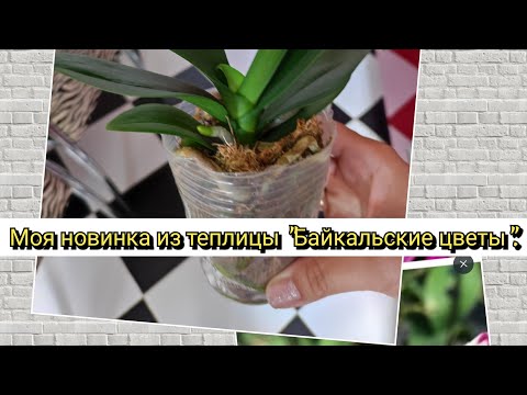 Видео: Что купила в теплице" Байкальские цветы" покупки#orchid#original#обзор#plants#цветы