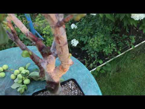 Видео: Спасение старой крассулы. Новая обрезка. Август