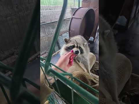 Видео: Всем дратути #енотилюша #помощьбездомным