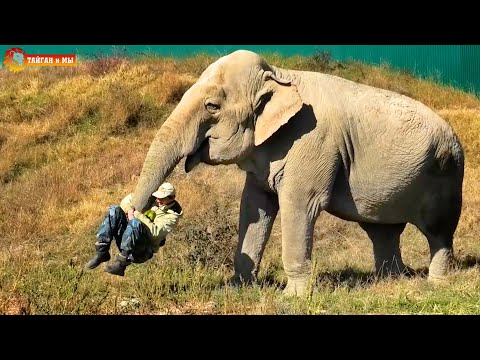 Видео: Арбузы есть? А если найду? От слона ничего не спрятать! Тайган