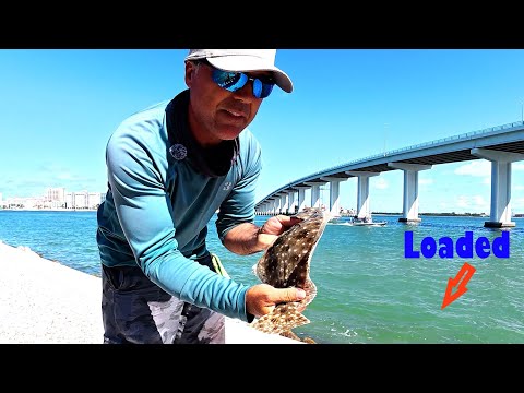 Видео: Рыбалка была отличной в этом заливе Тампа-Бей-Клируотер-Пасс!