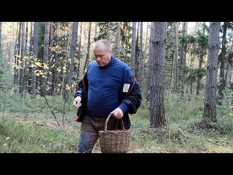 Видео: ФОРТАНУЛО с грибами! Они везде!!! Середина Октября