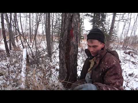 Видео: ДЕНЬГИ РАСТУТ НА ДЕРЕВЬЯХ! СБОР УРАЖАЯ ЖИРНЫХ ДОРОЖЕК В ЛЕСУ. Заработок на сборе смолы Лиственницы