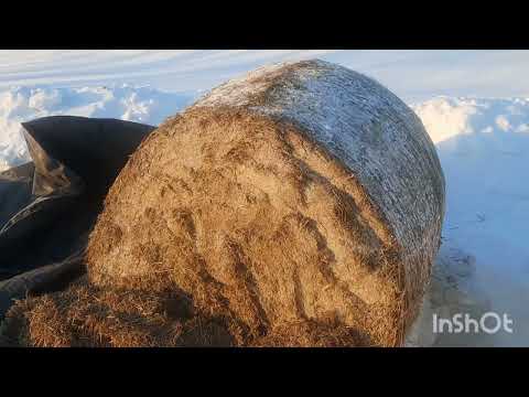 Видео: Новости по хозяйству