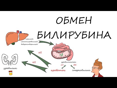 Видео: Обмен билирубина