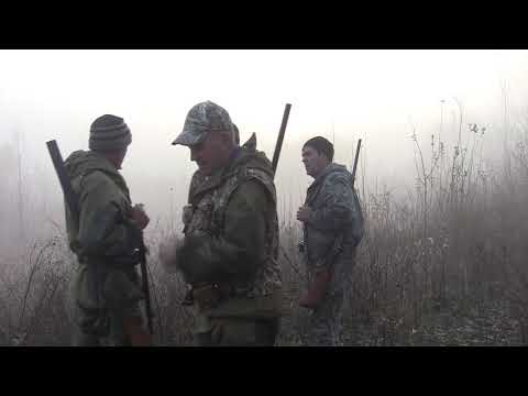 Видео: Охотничьи истории. Сезон 3. Охота на зайца с гончими