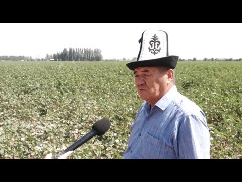 Видео: АДАЛ ЭМГЕК АБИЙИР ТАПТЫРАТ// ЖООШ ЖАНА КЫЗЫЛ-КЫШТАК АЙЫЛ АЙМАГЫ