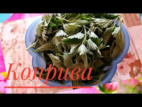 Видео: Как да съхраним коприва във фризера