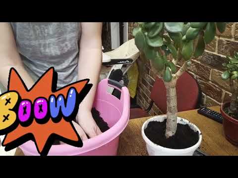 Видео: пересадка и обрезка толстянки ( денежное дерево)