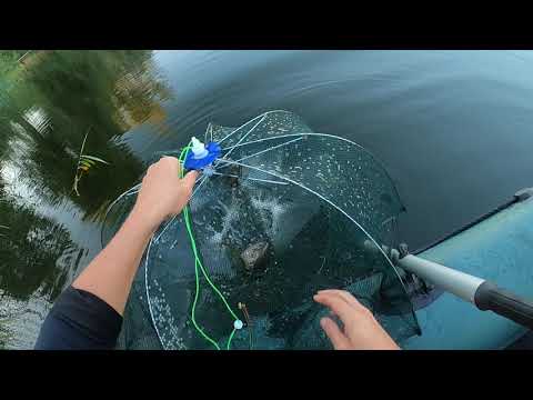 Видео: Ловля раков в раколовки на чеснок и хлеб