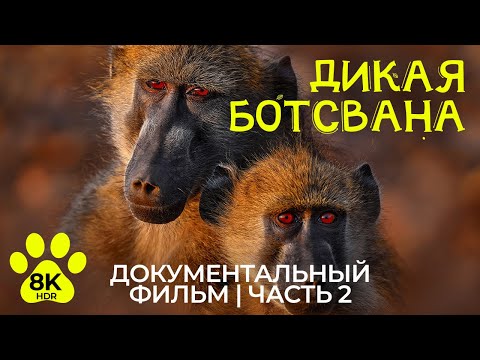Видео: Дикая Ботсвана в 8K HDR - Удивительный мир животных Южной Африки - Эпизод 2