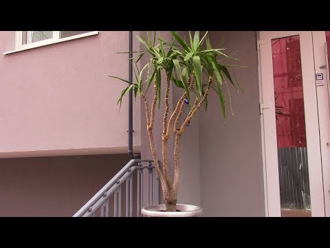 Видео: Растение может погибнуть  Не спешите!