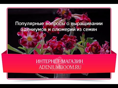 Видео: Популярные вопросы о выращивании адениумов и плюмерий из семян.