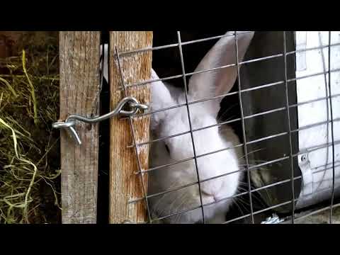 Видео: Про кролики і не тільки...