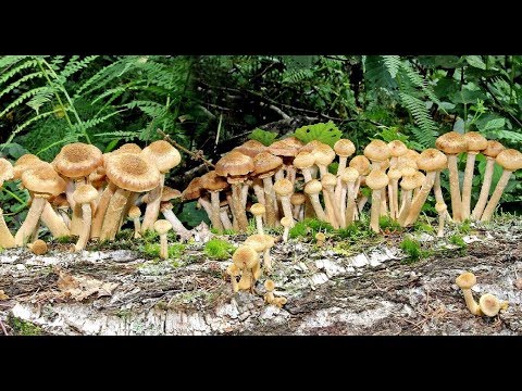 Видео: ГРИБЫ на даче. Опенок и Вешенка. Часть 2. Грибы на пнях