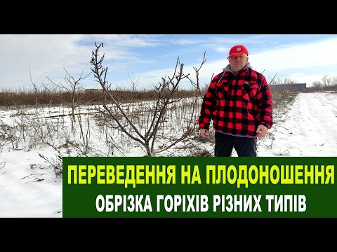 Видео: №162 Переведення на плодоношення горіхів різних типів