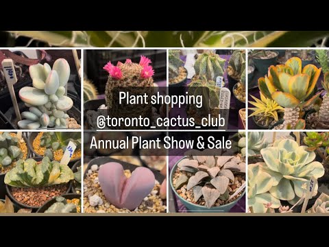 Видео: Покупка растений @torontocactusandsucculentc162 ежегодная выставка-продажа растений