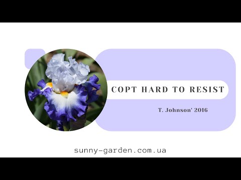 Видео: Сорт HARD TO RESIST, T. Johnson' 2016