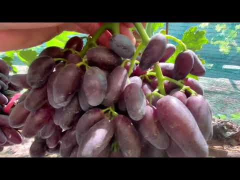 Видео: Прививки, урожай на прививках: Флагман, Квартет, Автограф Калугина и т.д.