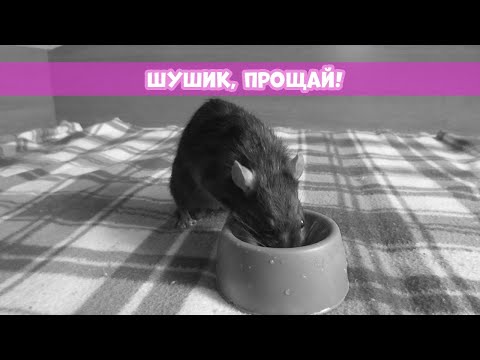 Видео: ШУШИКА БОЛЬШЕ НЕТ || Микоплазмоз у крыс