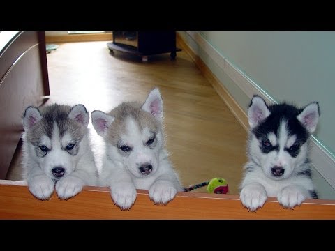 Видео: Выкармливание щенков