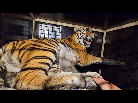 Видео: Достаю Ройса, а ему лень меня укусить