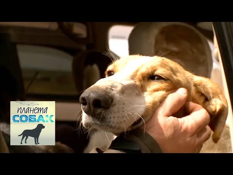 Видео: Монгольская борзая. Планета собак 🌏 Моя Планета