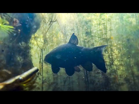 Видео: Поиск леща и красивый сплав.