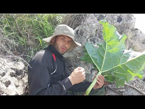 Видео: Чукри хури,тагисанги мезани дандонут об мехра,хугам дидем