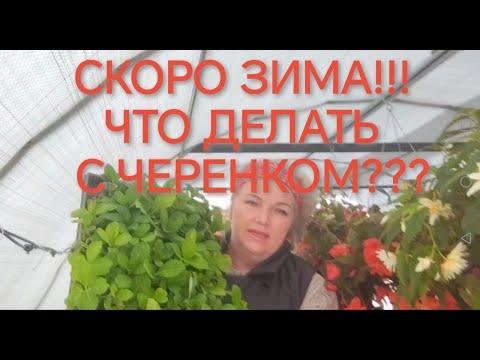 Видео: черенок крупнолистной гортензии готовлю к  зиме