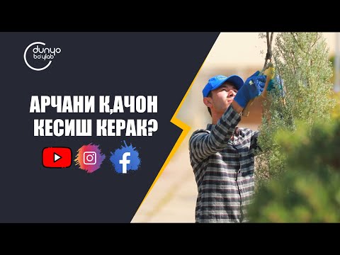 Видео: Арчани қачон кесиш керак?
