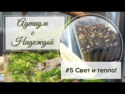 Видео: Адениум с Надеждой. Свет и тепло.