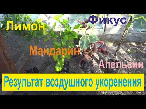 Видео: Результат воздушного укоренение лимона, апельсина, мандарина и фикуса. Часть 2.