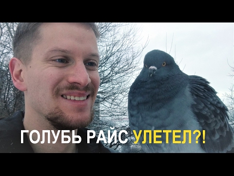 Видео: голубь Райс УЛЕТЕЛ!?