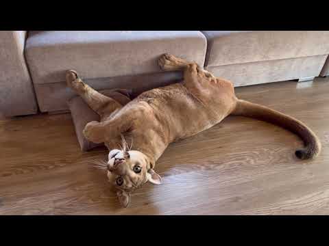 Видео: Пума Месси показывает какой он на самом деле! Хорошо или плохо так делать?!