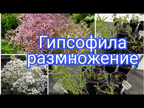 Видео: ГИПСОФИЛА РАЗМНОЖЕНИЕ ЧЕРЕНКАМИ.