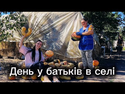Видео: ДОМАШНЕЕ ВИНО. ЗАКРЫВАЕМ АДЖИКУ. ЗАГОТОВКА КАБАКОВ НА ЗИМУ КОРОВАМ.🍷🍇🎃