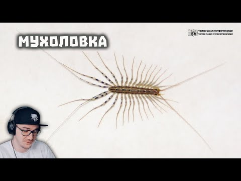 Видео: Домашняя сороконожка. Опасна ли она? Мухоловка или скутигера, в домах и квартирах | Реакция на заказ