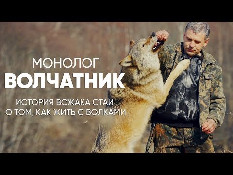 Видео: Вожак стаи волков: #монолог о том, как жить с дикими зверями