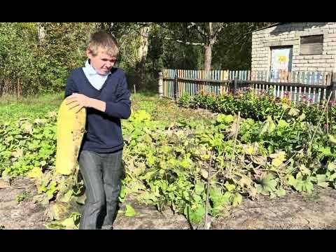 Видео: Уборка школьного огорода